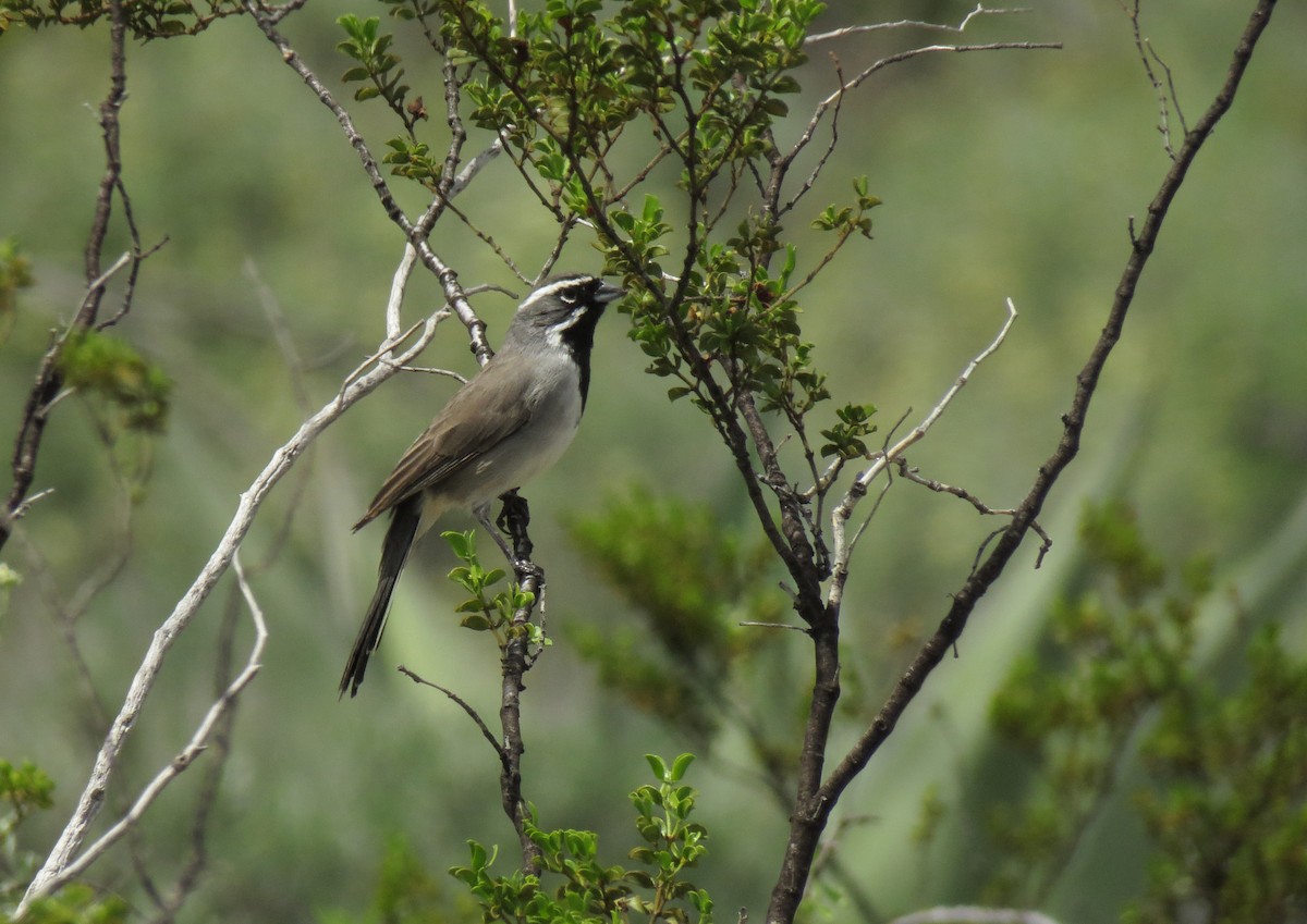 Black-throated Sparrow - Alberto Lobato (El Chivizcoyo)