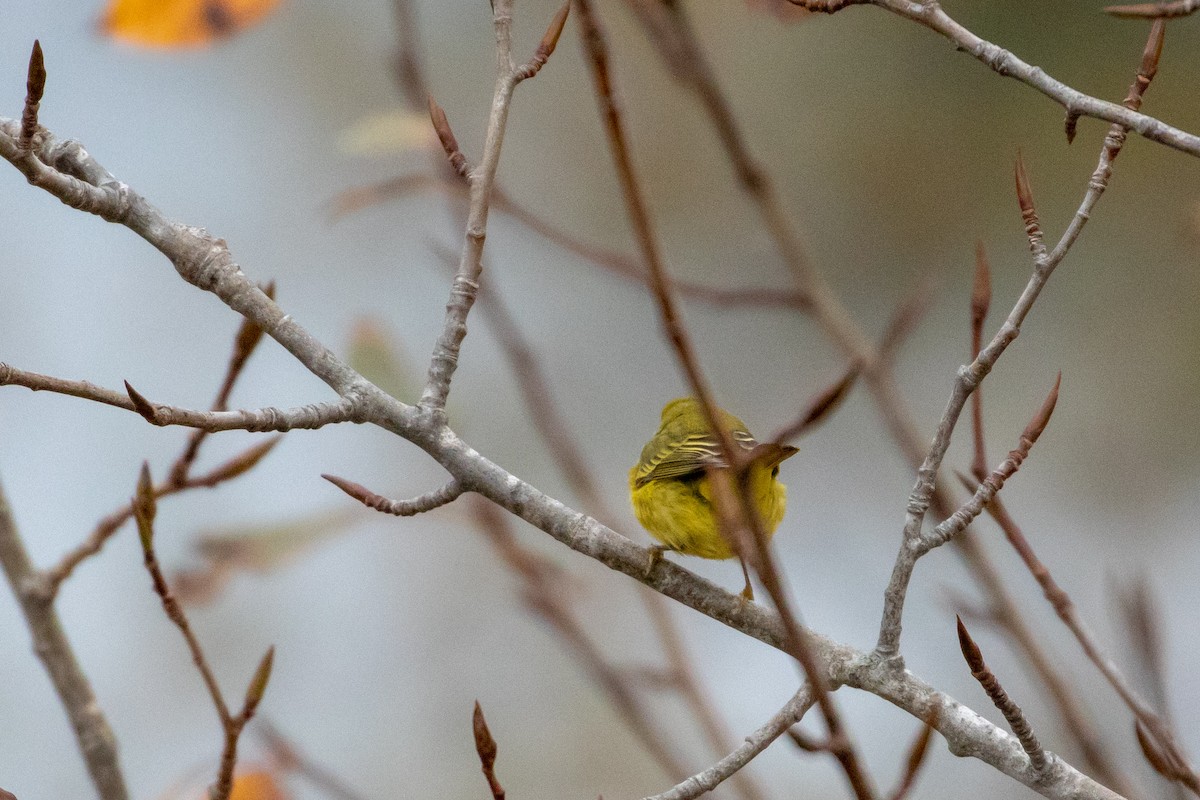 Yellow Warbler - Louis Bevier
