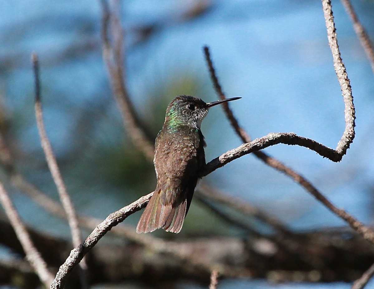 Azure-crowned Hummingbird - ML118906821