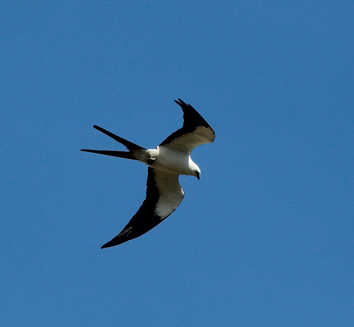 Swallow-tailed Kite - Sandy Vorpahl