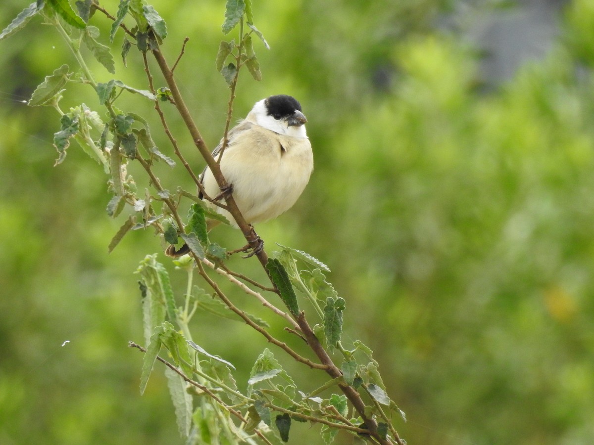 Pearly-bellied Seedeater - ML118910641