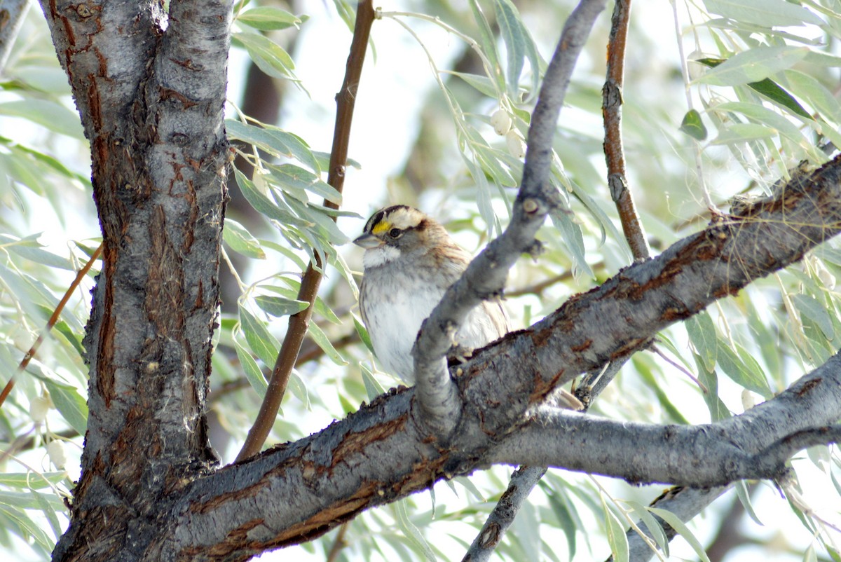 White-throated Sparrow - ML118911261