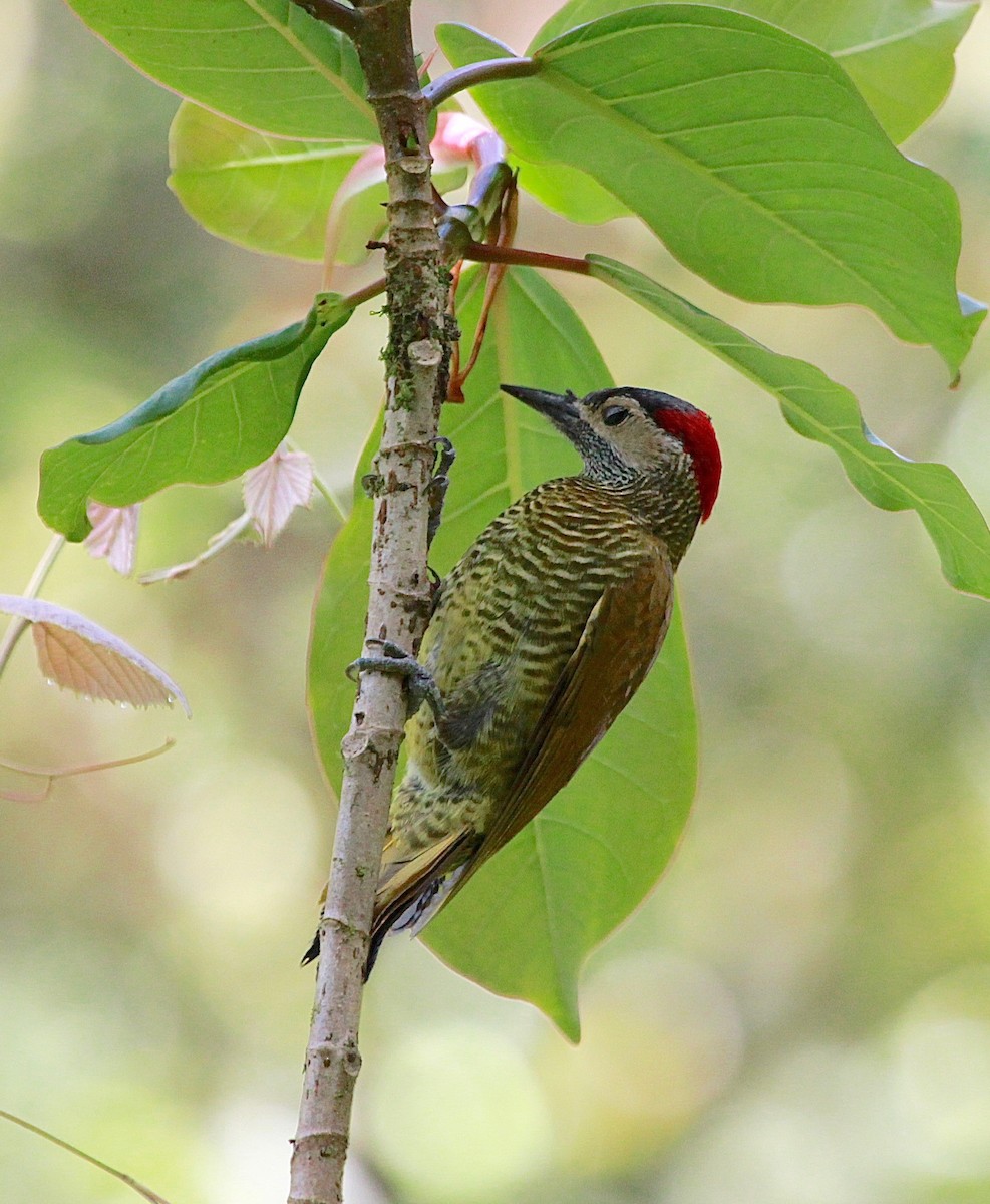 Golden-olive Woodpecker - Sandy Vorpahl