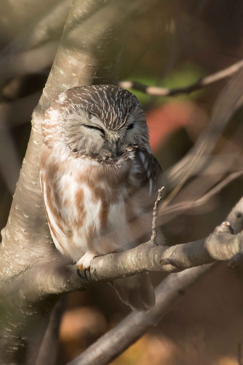Northern Saw-whet Owl - Gerry Gerich