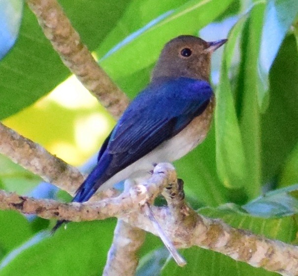 Blue-and-white Flycatcher - ML118914571