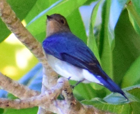 Blue-and-white Flycatcher - ML118914581