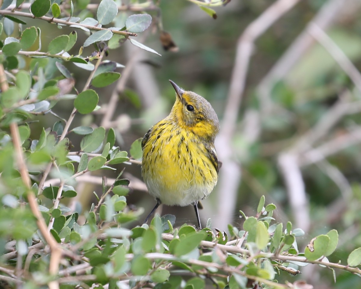 Cape May Warbler - ML118914601