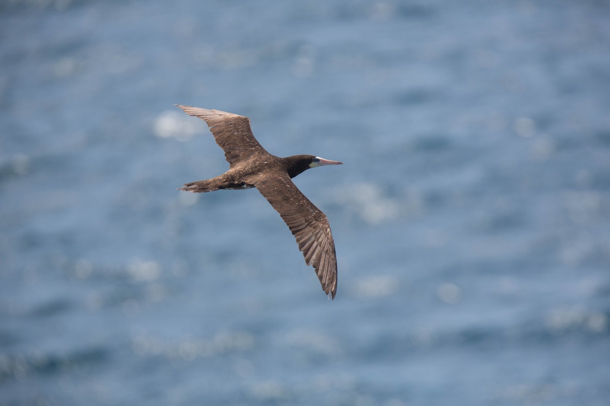 Brown Booby (Colombian) - ML118916221