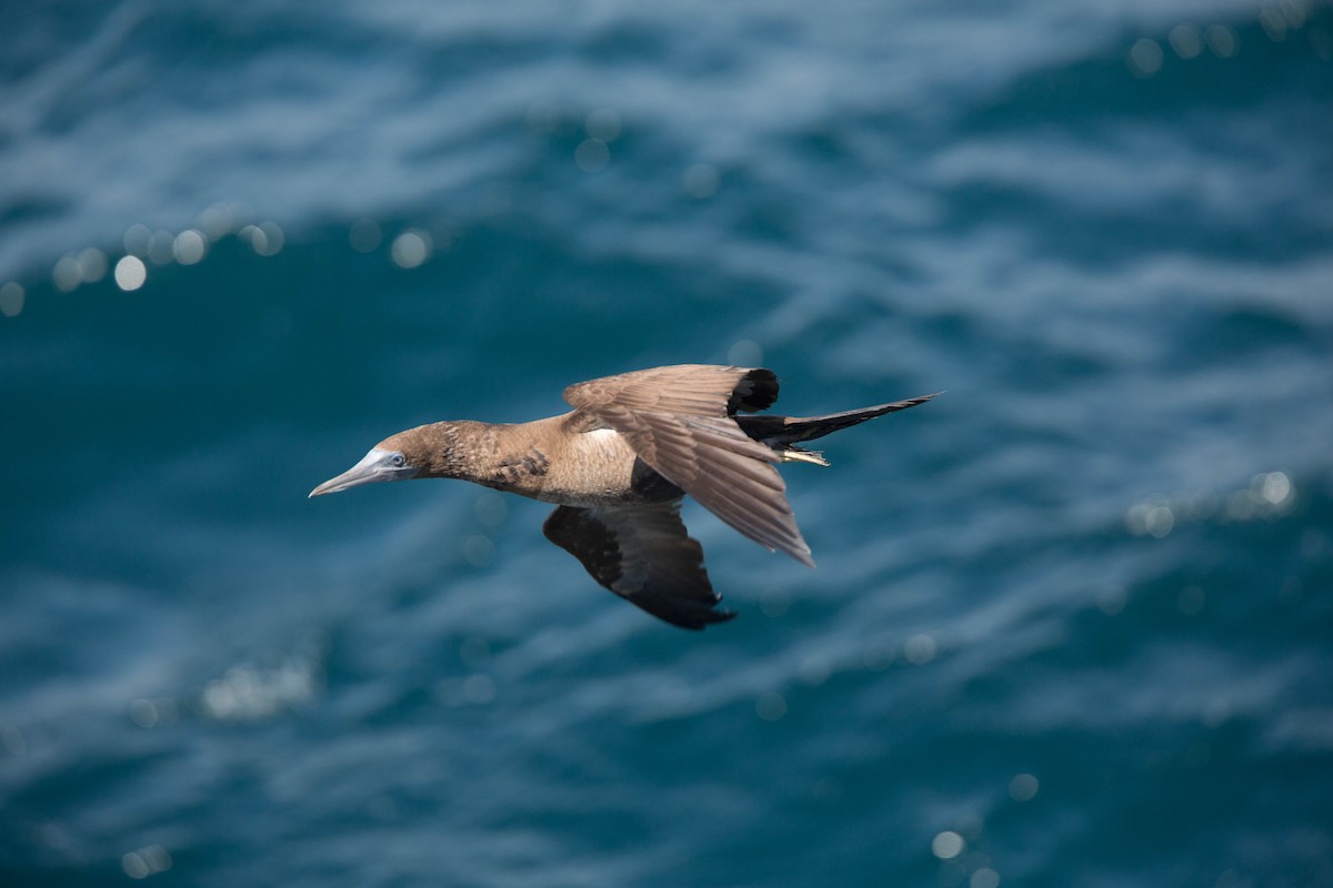 Brown Booby (Colombian) - Martin Renner