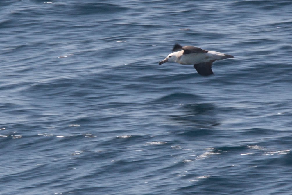 Black-browed Albatross (Black-browed) - Martin Renner