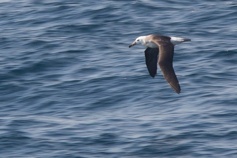 albatros černobrvý (ssp. melanophris) - ML118916421