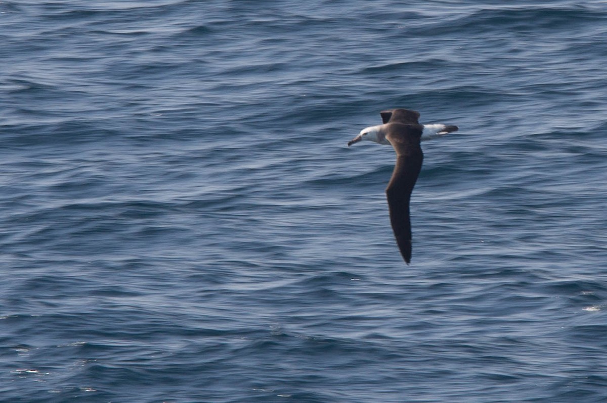 Albatros à sourcils noirs (melanophris) - ML118916431