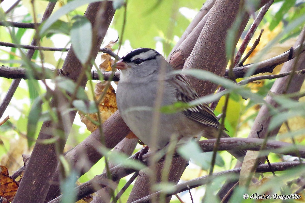White-crowned Sparrow - ML118916541