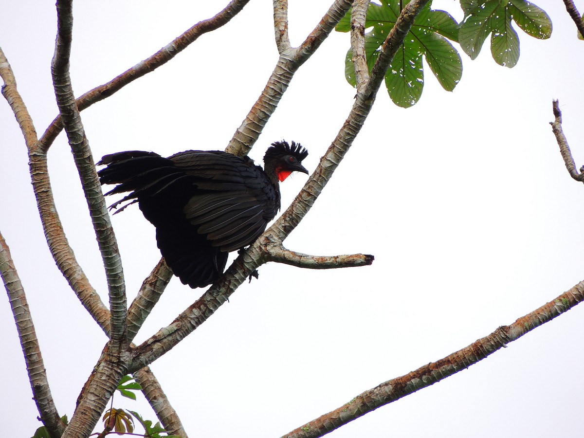 Crested Guan - ML118917781
