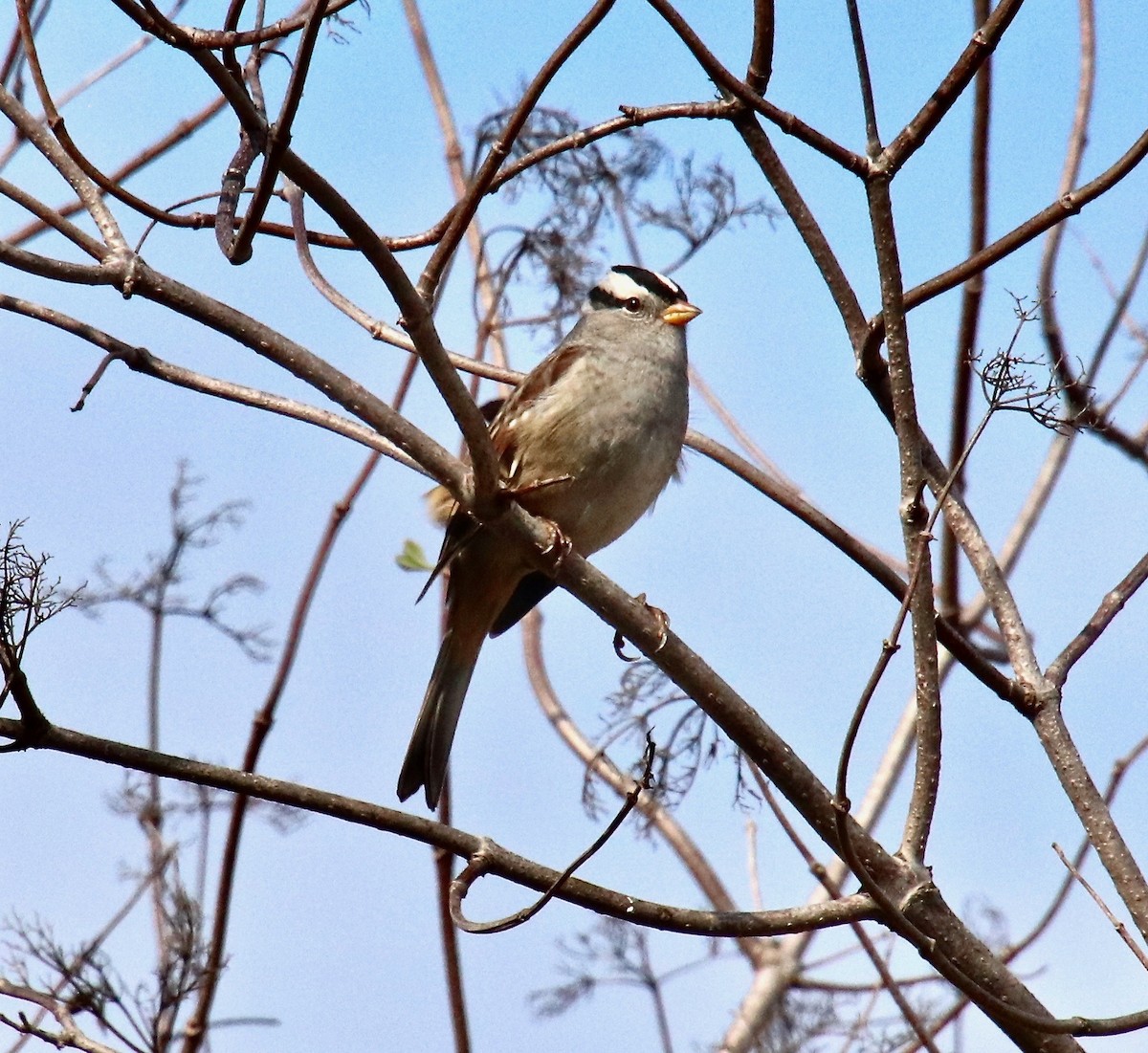 White-crowned Sparrow - ML118918361