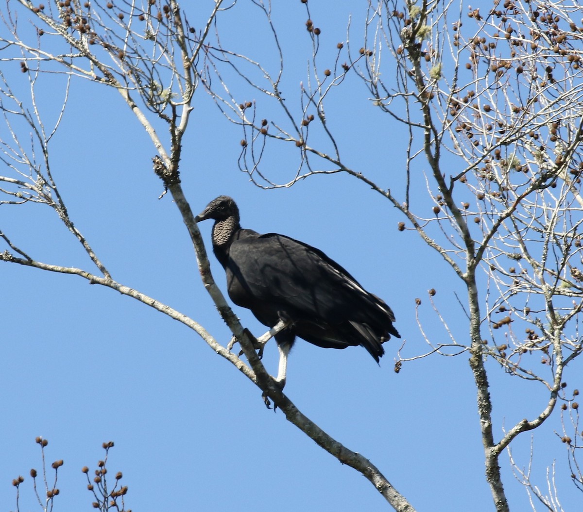 Black Vulture - Bruce  Purdy