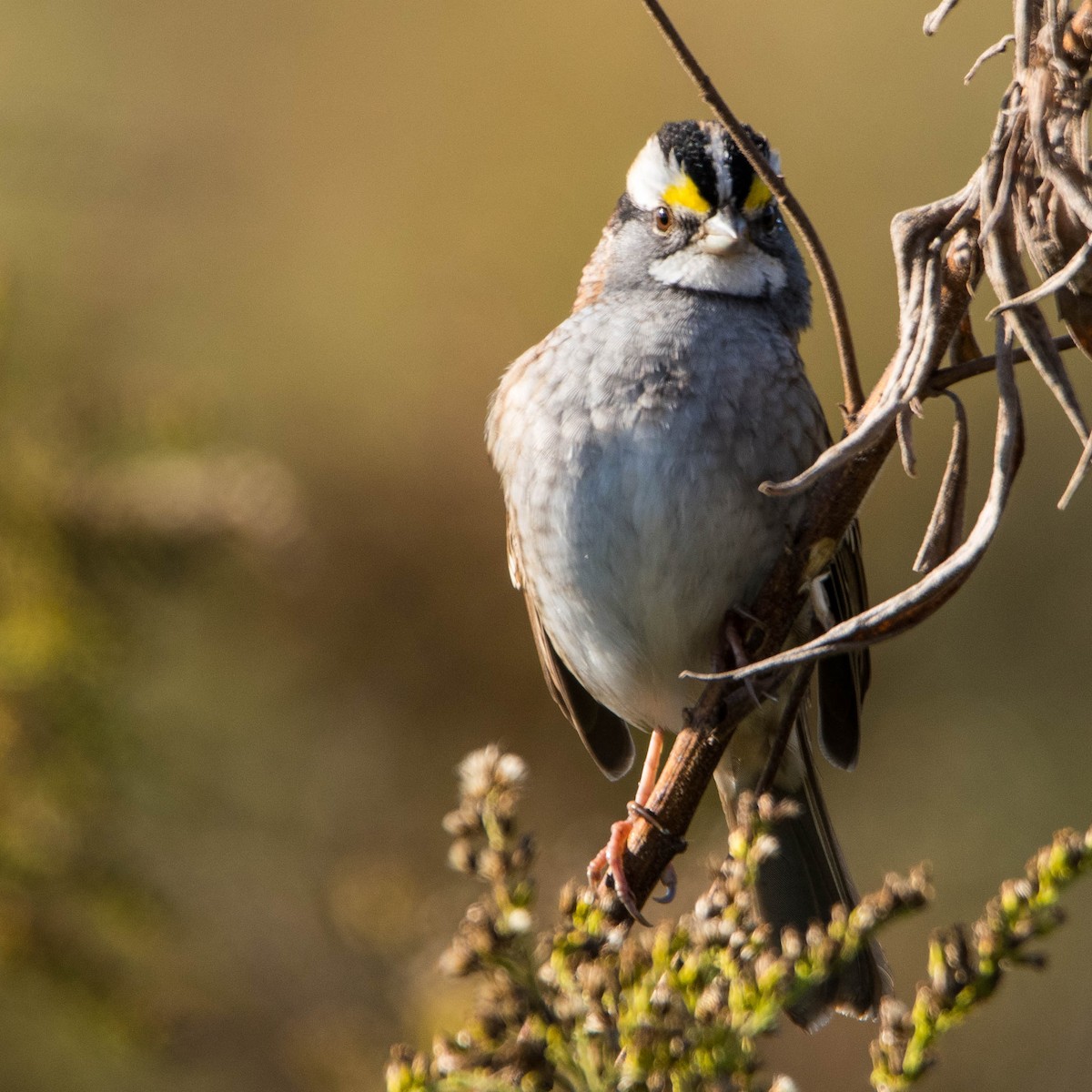 White-throated Sparrow - derek allard