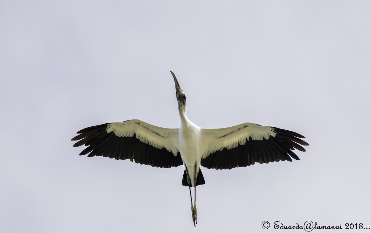 Wood Stork - Jorge Eduardo Ruano