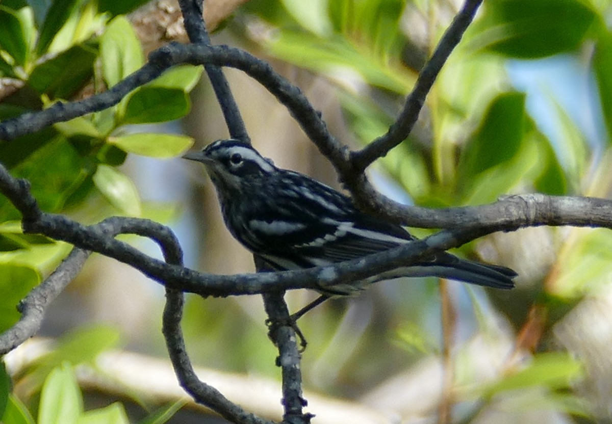 Black-and-white Warbler - ML118927461