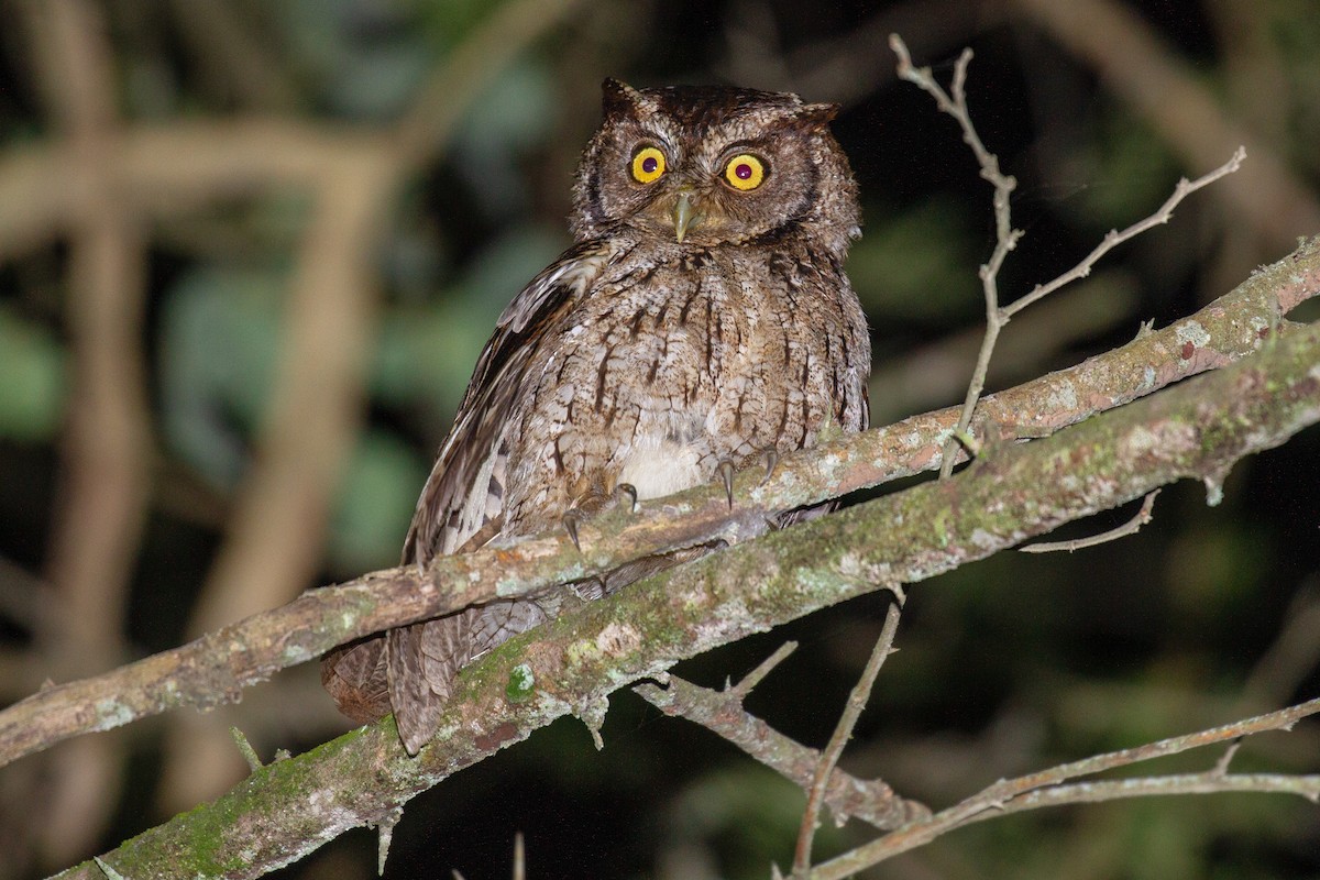 Peruvian Screech-Owl - Will Chatfield-Taylor