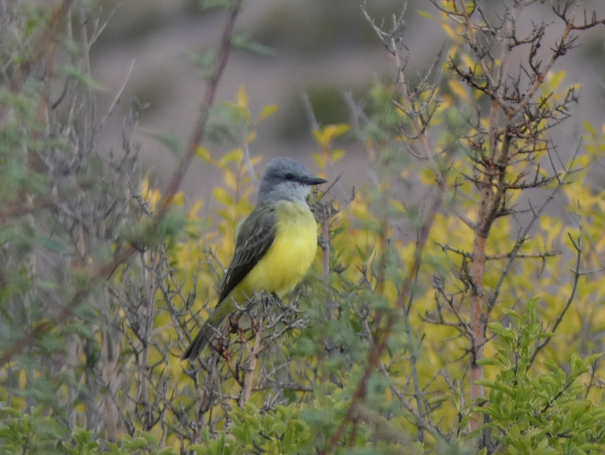 Couch's Kingbird - Christopher Rustay