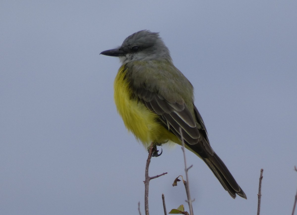 Couch's Kingbird - Christopher Rustay