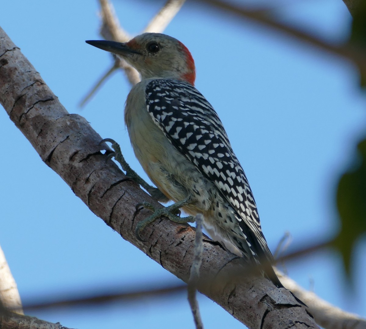 Red-bellied Woodpecker - Chris Payne