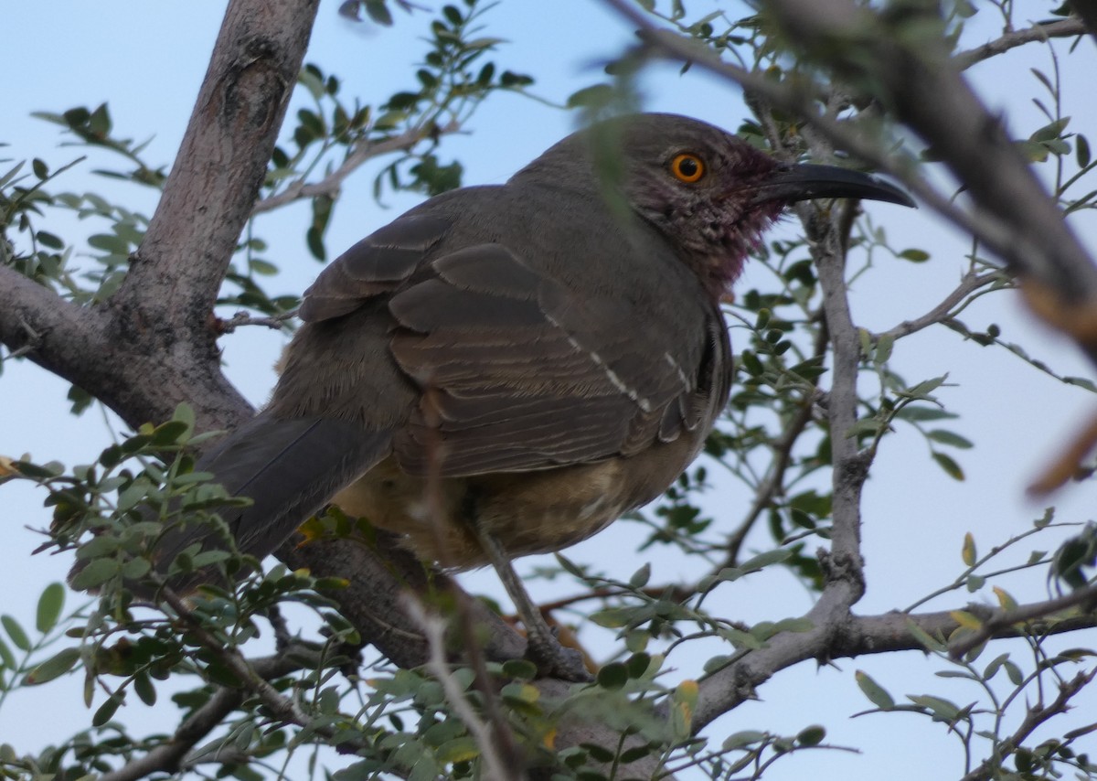 Curve-billed Thrasher - Christopher Rustay
