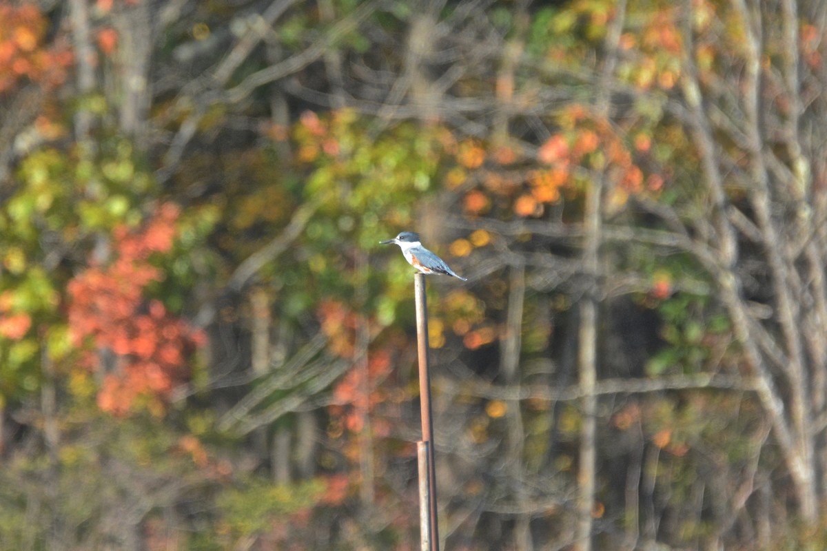 Belted Kingfisher - Richard Garrigus