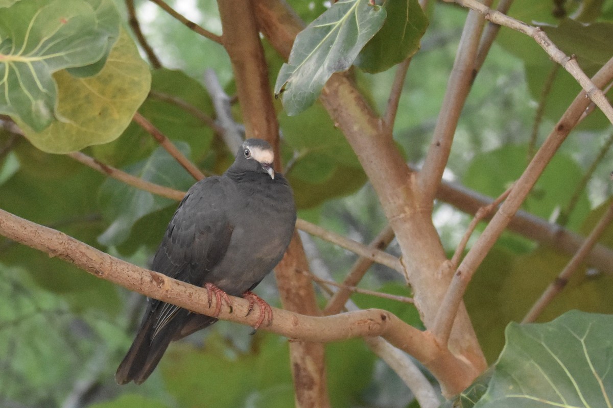 White-crowned Pigeon - ML118941761