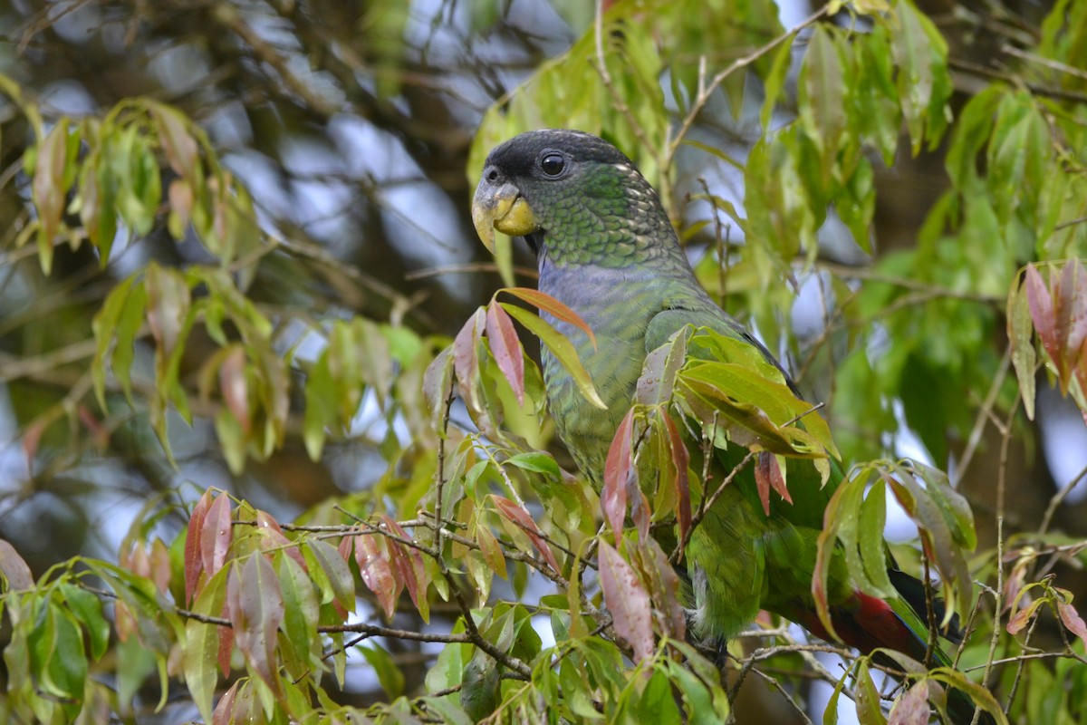 Scaly-headed Parrot - Anderson Warkentin