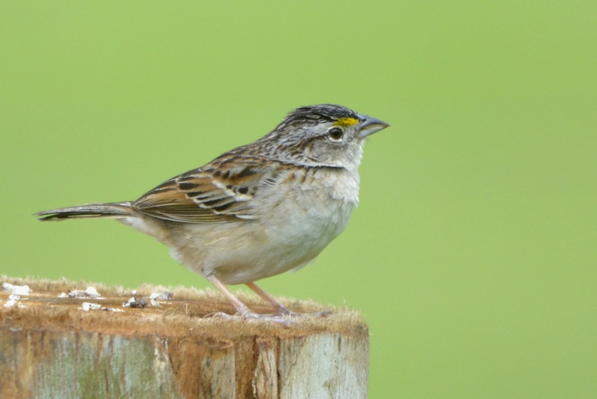 Grassland Sparrow - Anderson Warkentin