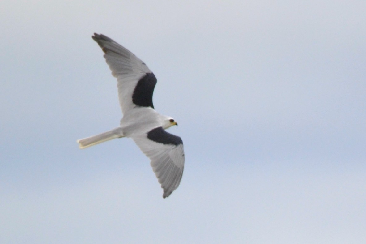 White-tailed Kite - Anderson Warkentin