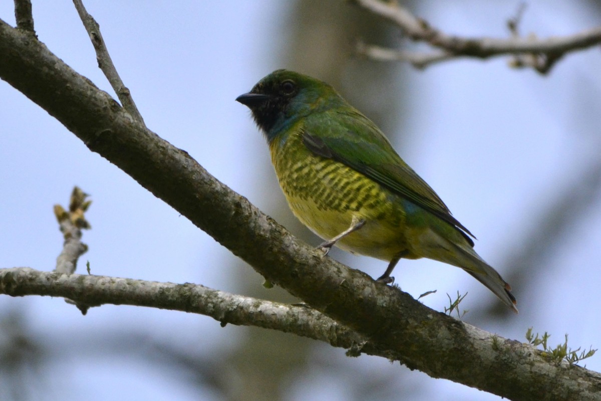 Swallow Tanager - ML118944011