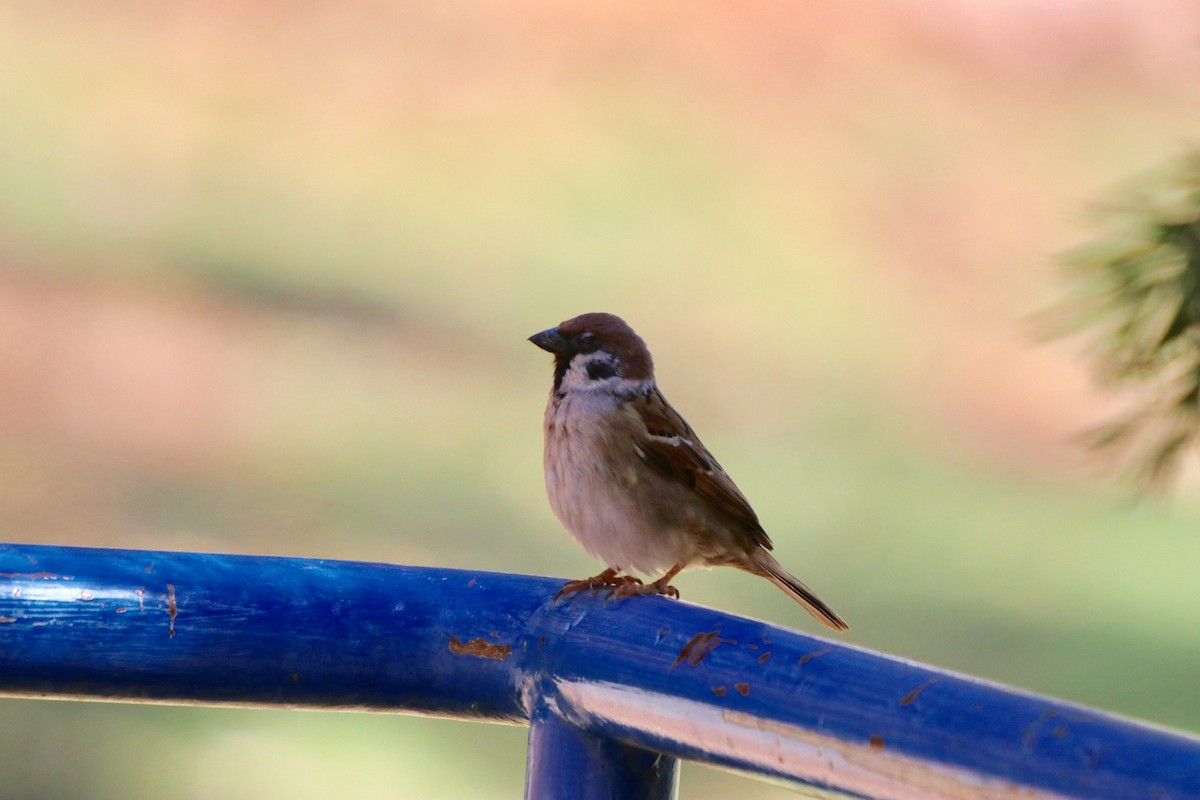 Eurasian Tree Sparrow - Donna Nagiello