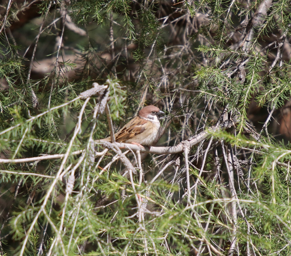 Eurasian Tree Sparrow - Donna Nagiello