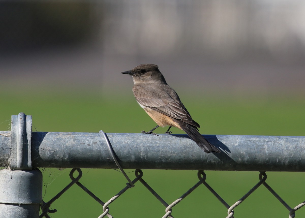 Say's Phoebe - Pair of Wing-Nuts