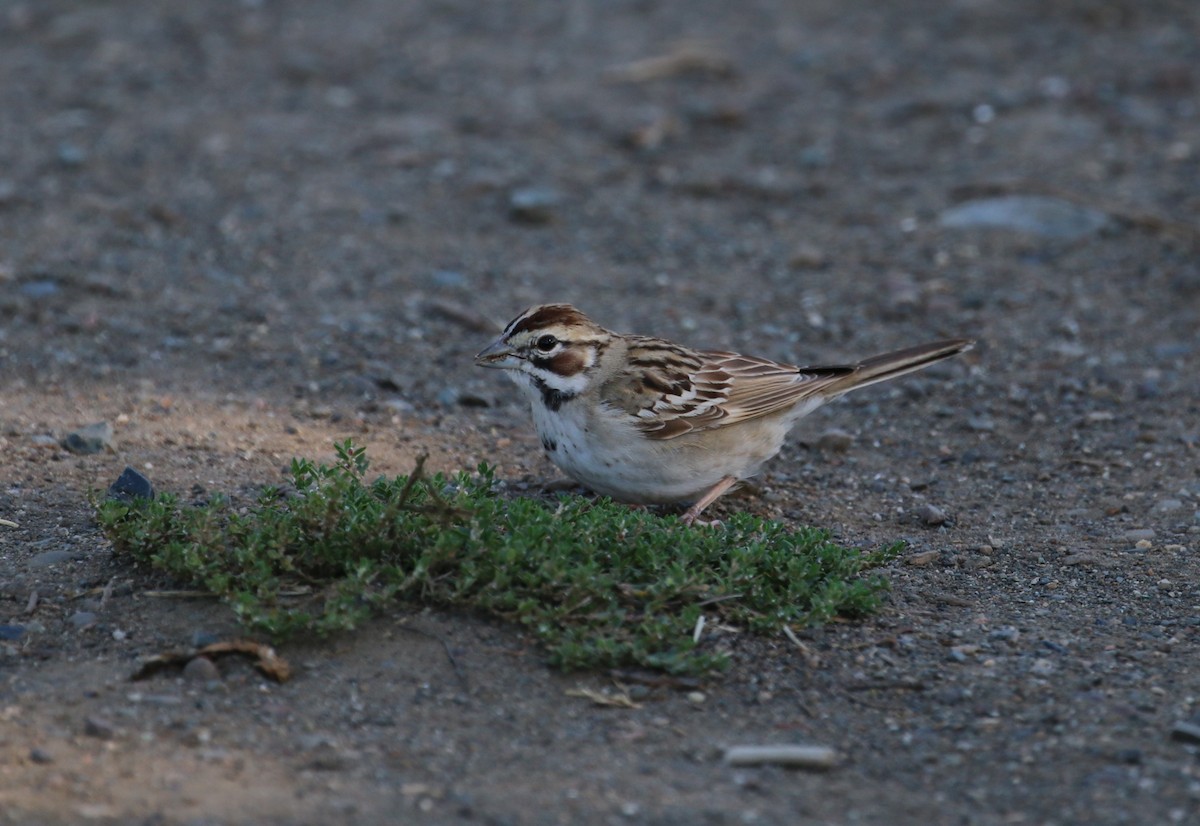 Lark Sparrow - Pair of Wing-Nuts