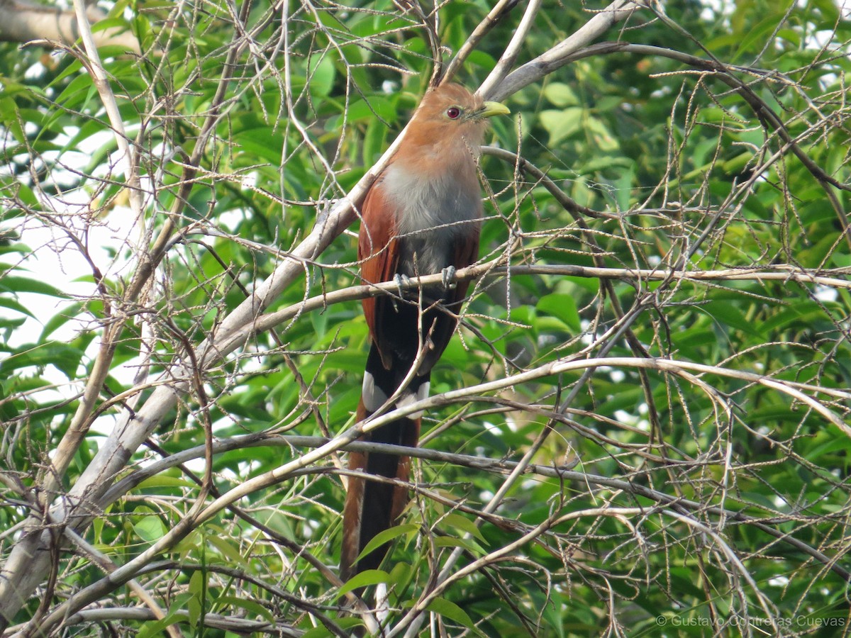 Squirrel Cuckoo (Middle America) - ML118949201
