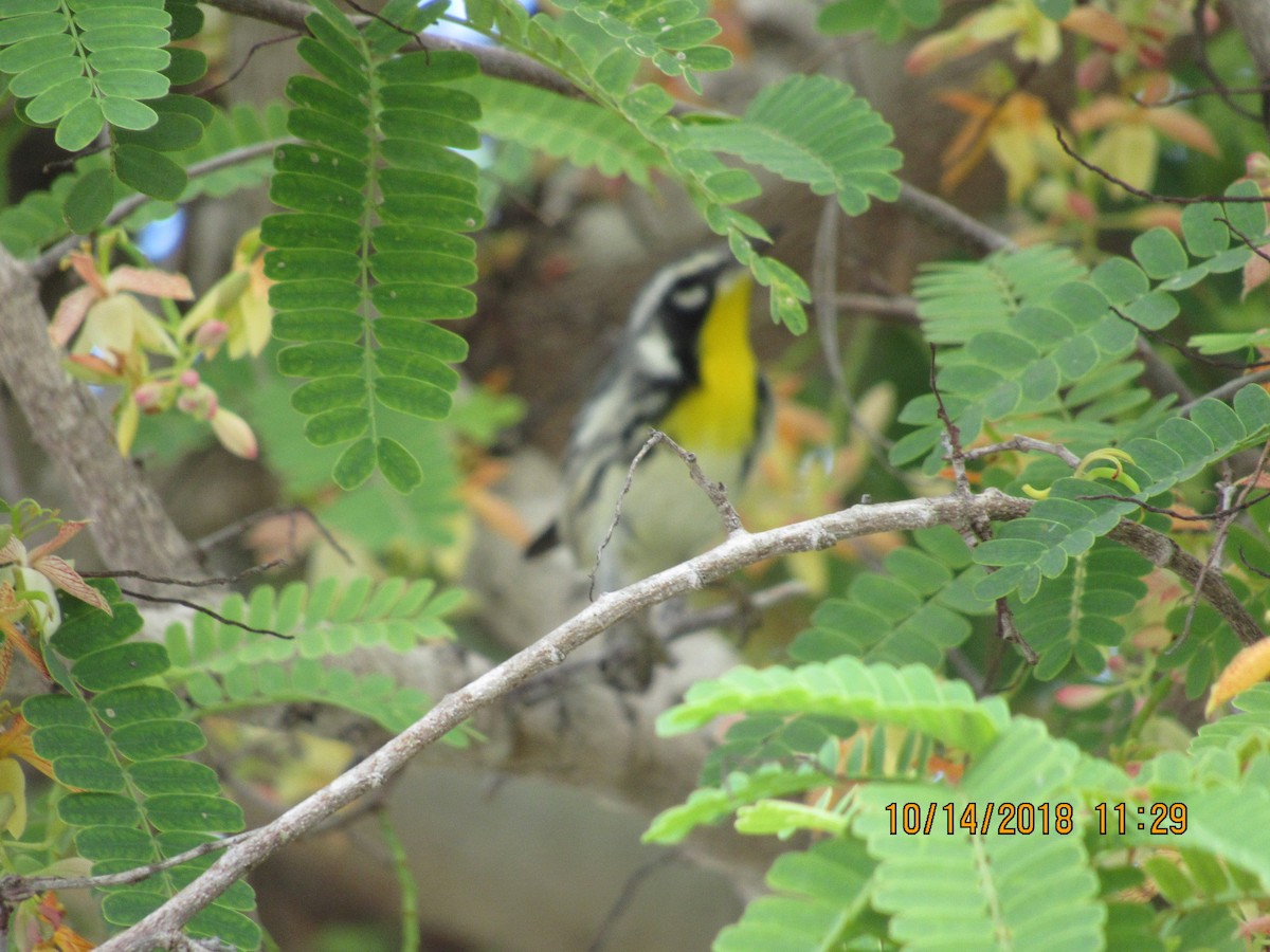 Yellow-throated Warbler - Vivian F. Moultrie