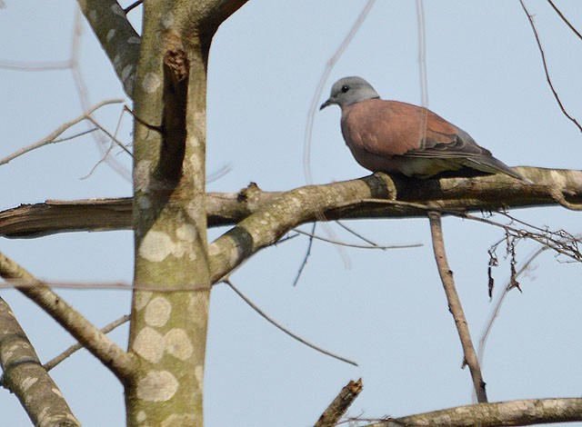 Red Collared-Dove - ML118952141