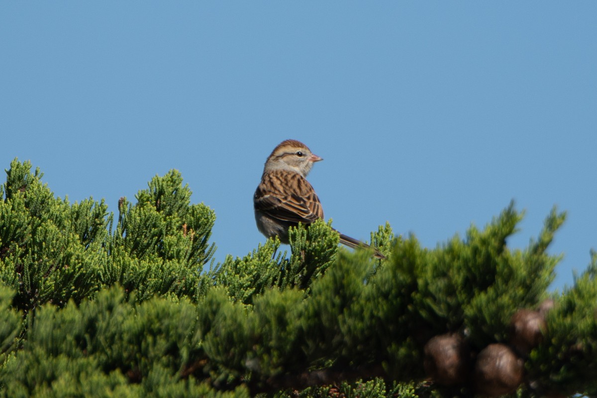 Chipping Sparrow - ML118953111