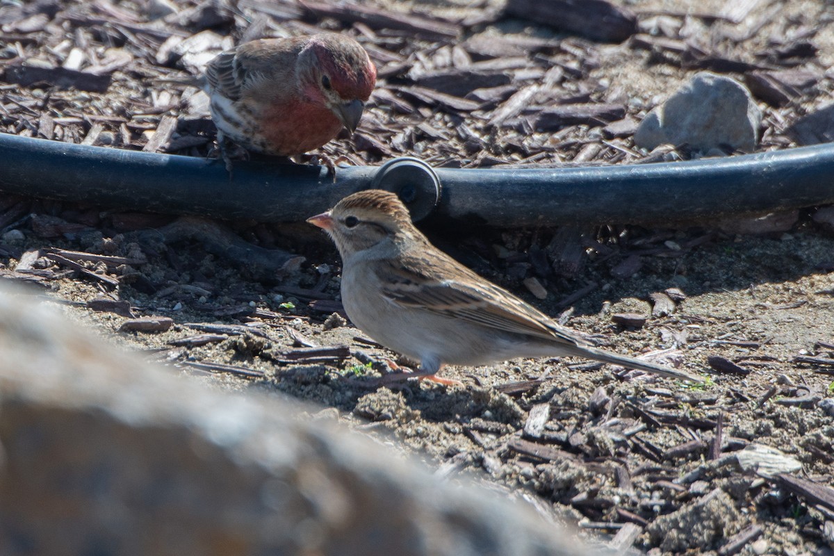 Chipping Sparrow - Conor Scotland