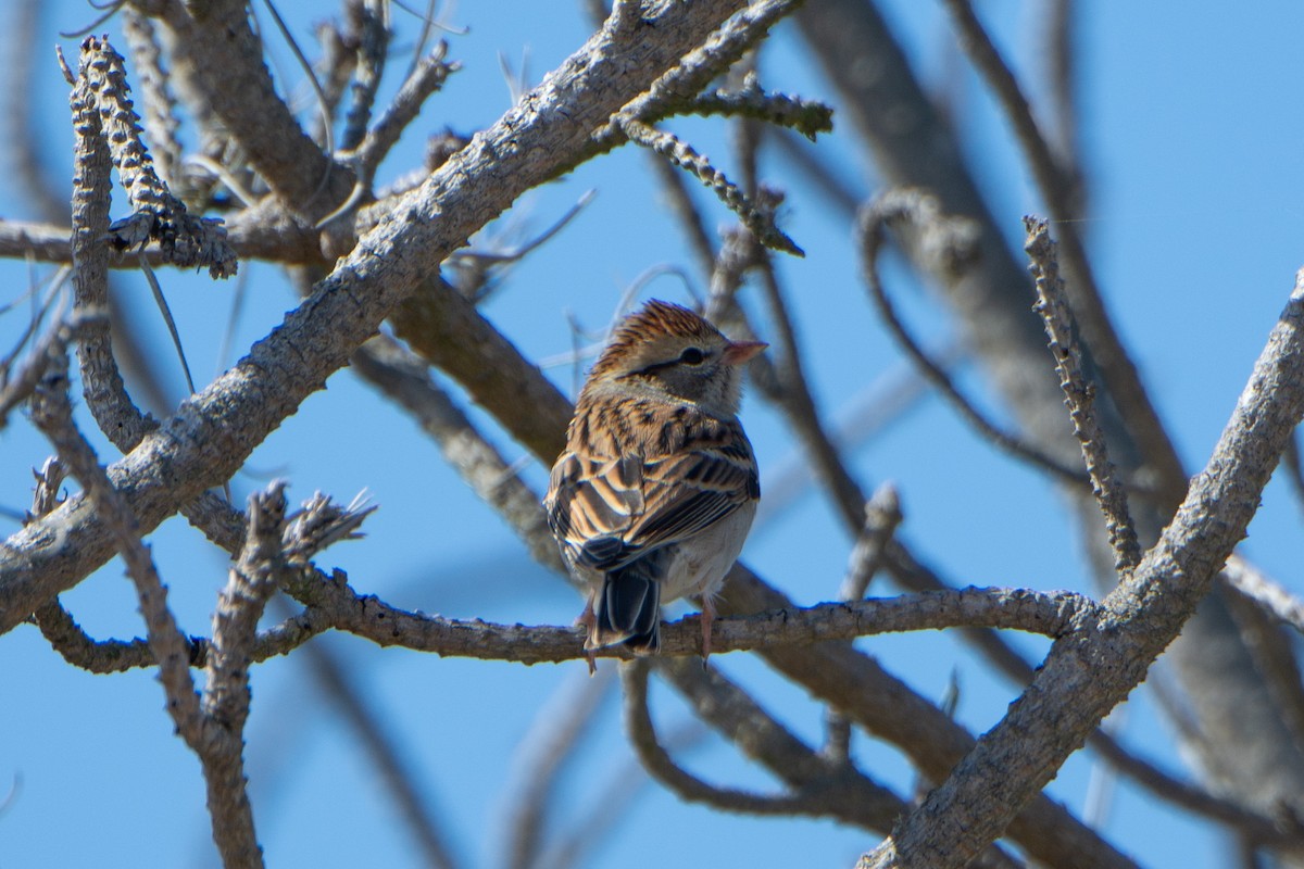 Chipping Sparrow - ML118953141