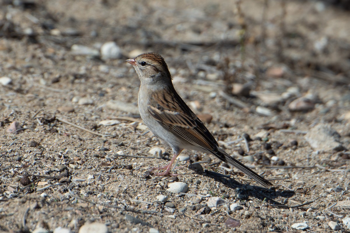Chipping Sparrow - Conor Scotland