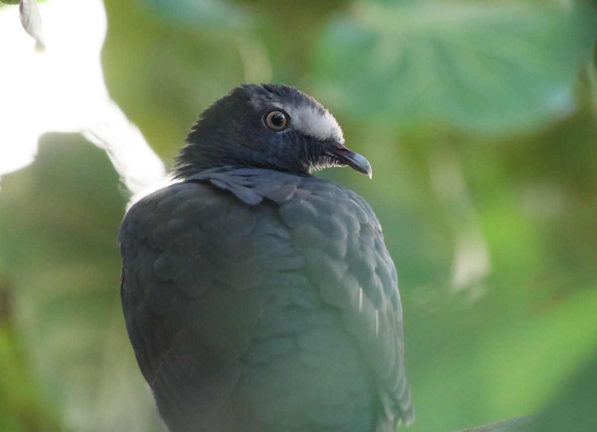 White-crowned Pigeon - ML118953271