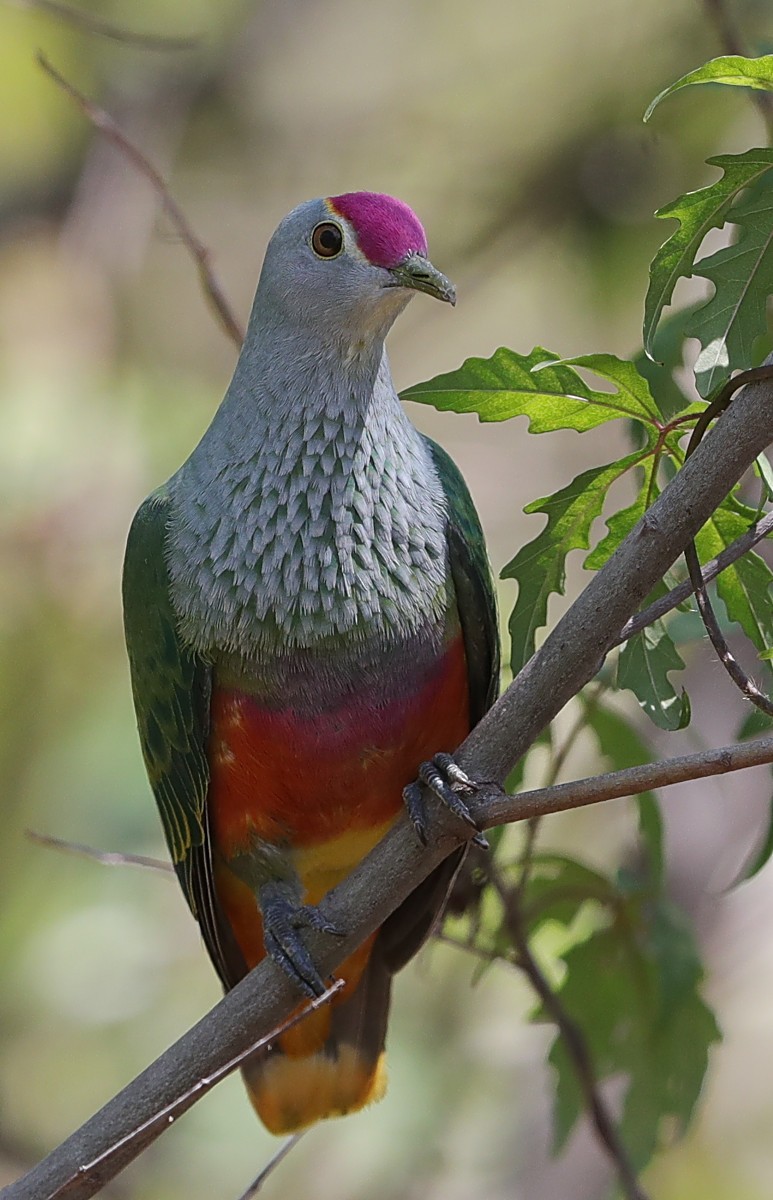 Rose-crowned Fruit-Dove - ML118954081