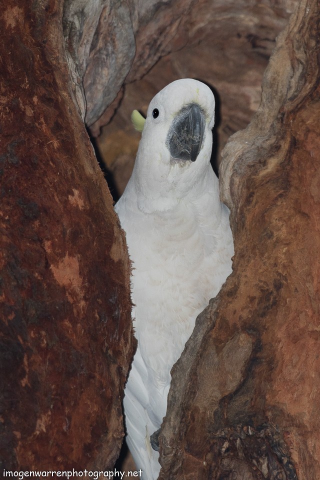 Sulphur-crested Cockatoo - Imogen Warren