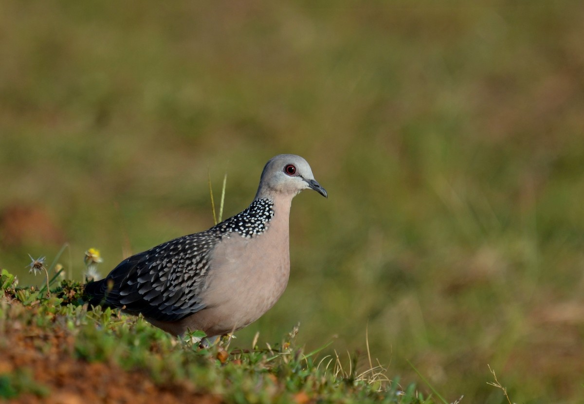 Spotted Dove - Kumar Singh