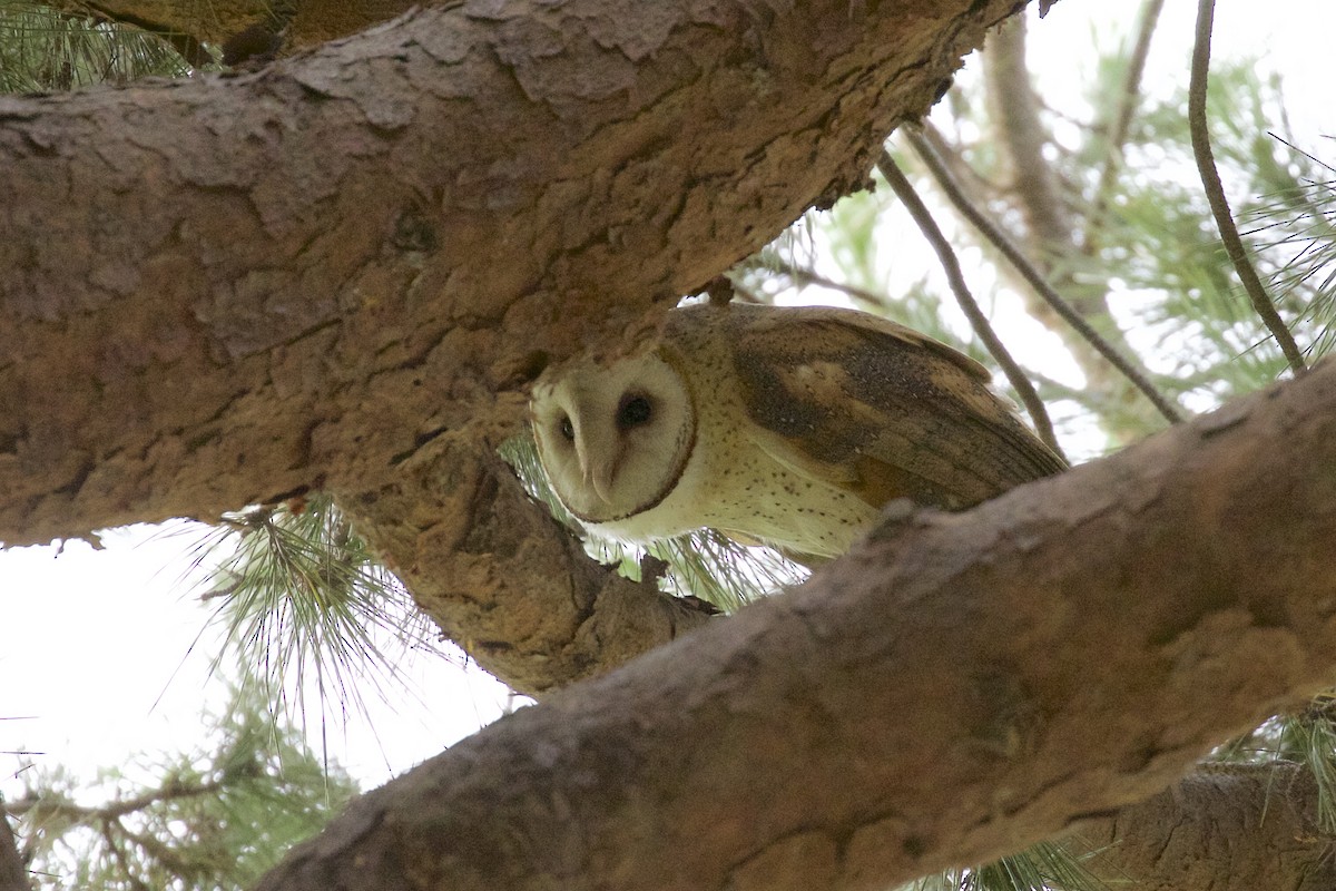 Barn Owl - Alison Hiers